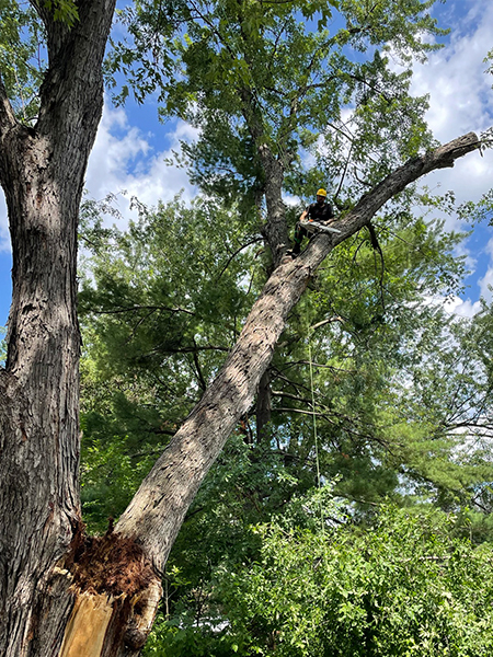 Will trimming in tree